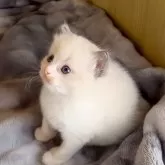 ラグドール【鹿児島県・女の子・2025年9月28日・ブルーポイントバイカラー】の写真8