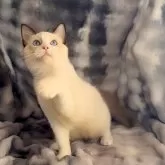 ラグドール【鹿児島県・男の子・2025年6月22日・シールポイントバイカラー】の写真7