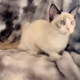 ラグドール【鹿児島県・男の子・2025年5月31日・シールリンクスポイントバイカラー】の写真8