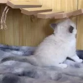 ラグドール【鹿児島県・女の子・2025年9月28日・ブルーポイントバイカラー】の写真9
