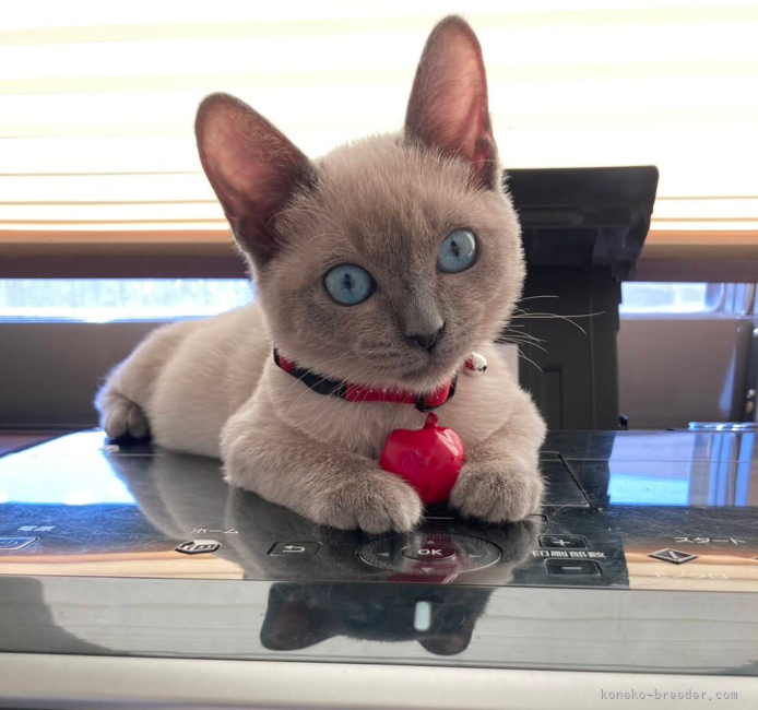 落合　宏美(おちあい　ひろみ)ブリーダー(群馬県・トンキニーズなど・ICC登録)の紹介写真1