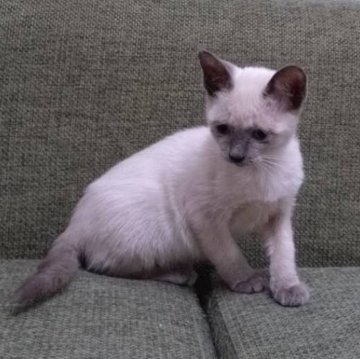 トンキニーズ【群馬県・女の子・2025年8月20日・ナチュラルミンク】の写真「人懐っこい可愛い女の子です。」