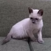 トンキニーズ