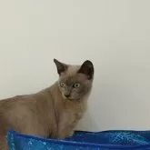 トンキニーズ【群馬県・男の子・2025年8月20日・ナチュラルミンク】の写真4