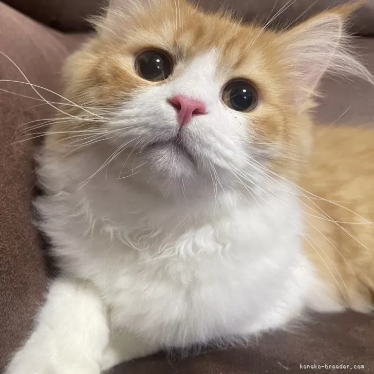 ID：2405-00933の子猫