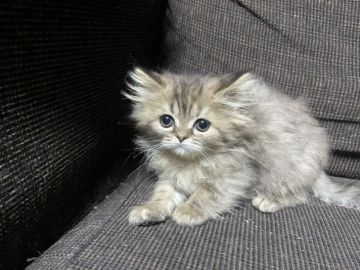 ラガマフィン【埼玉県・女の子・2020年12月9日・ブラウンタビー】の写真「食いしん坊な可愛い女の子❤」