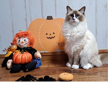 ラグドール【大阪府・女の子・2025年1月17日・シールポイントバイカラー】の写真「ぱっちりおめめがチャームポイント♫」