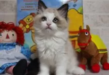 ラグドール【大阪府・女の子・2025年1月17日・シールポイントバイカラー】の写真3