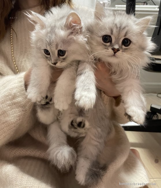 佐野綾子ブリーダーのブログ：男の子組🚹