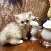 ミヌエット(長足)【静岡県・男の子・2025年8月14日・ブラックシルバーマッカレルタビー&ホワイト】の写真10