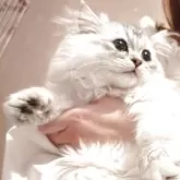 ミヌエット(長足)【静岡県・男の子・2025年8月14日・ブラックシルバーマッカレルタビー&ホワイト】の写真2