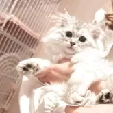 ミヌエット(長足)【静岡県・男の子・2025年8月14日・ブラックシルバーマッカレルタビー&ホワイト】の写真6「ﾊﾟﾊﾟ似のｲｹﾒﾝ王子様♥」