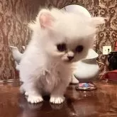 ミヌエット(長足)
