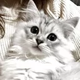 ミヌエット(長足)