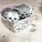 ミヌエット(長足)