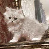 ミヌエット(長足)