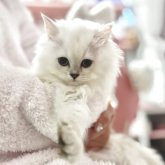 ミヌエット(長足)