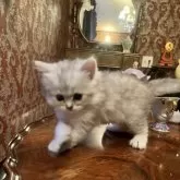 ミヌエット(長足)【静岡県・男の子・2025年8月14日・ブラックシルバーマッカレルタビー&ホワイト】の写真14