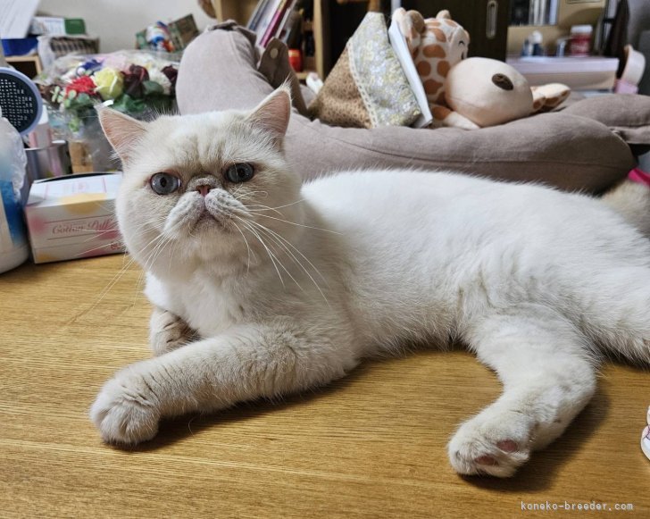 林　利幸(はやし　としゆき)ブリーダー(千葉県・エキゾチックショートヘア・ACC登録)の紹介写真1