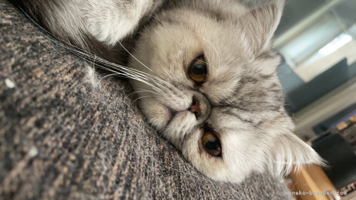 林　利幸(はやし　としゆき)ブリーダー(千葉県・エキゾチックショートヘア・ACC登録)の紹介写真2