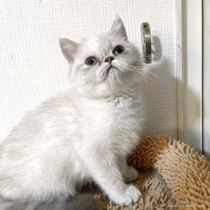 ID：2508-01423の子猫