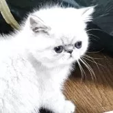 エキゾチックショートヘア