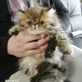 エキゾチックショートヘア