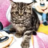 エキゾチックショートヘア