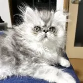 エキゾチックショートヘア