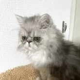 エキゾチックショートヘア【千葉県・男の子・2025年4月6日・シルバータビー】の写真3