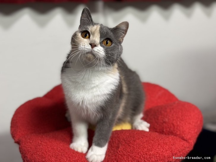 ブリティッシュショートヘア【・女の子・2024年2月14日・ダイリュートキャリコ】