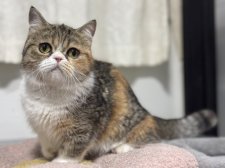 ミヌエット【・女の子・2024年2月3日・ブラウンタビー&ホワイト】