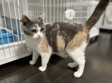 ブリティッシュショートヘア【・女の子・2020年11月1日・ダイリュートキャリコ】