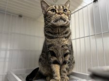 アメリカンショートヘア【・女の子・2018年9月17日・ブラウンタビー】