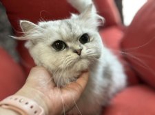 ペルシャ【・女の子・2022年1月26日・チンチラシルバー】