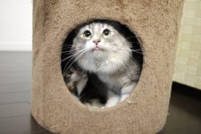 ノルウェージャンフォレストキャット【・女の子・2021年11月28日・ブルーシルバータビー&ホワイト】