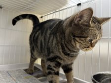 アメリカンショートヘア【・女の子・2018年9月17日・ブラウンタビー】