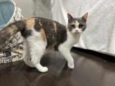 ブリティッシュショートヘア【・女の子・2020年11月1日・ダイリュートキャリコ】