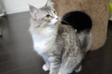 ノルウェージャンフォレストキャット【・女の子・2021年11月28日・ブルーシルバータビー&ホワイト】