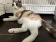 ブリティッシュショートヘア【・女の子・2020年11月1日・ダイリュートキャリコ】