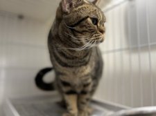 アメリカンショートヘア【・女の子・2018年9月17日・ブラウンタビー】