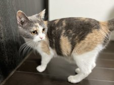 ブリティッシュショートヘア【・女の子・2020年11月1日・ダイリュートキャリコ】