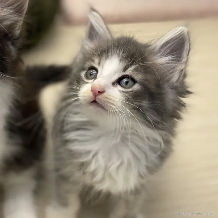 Y.I 様のお迎えした子猫