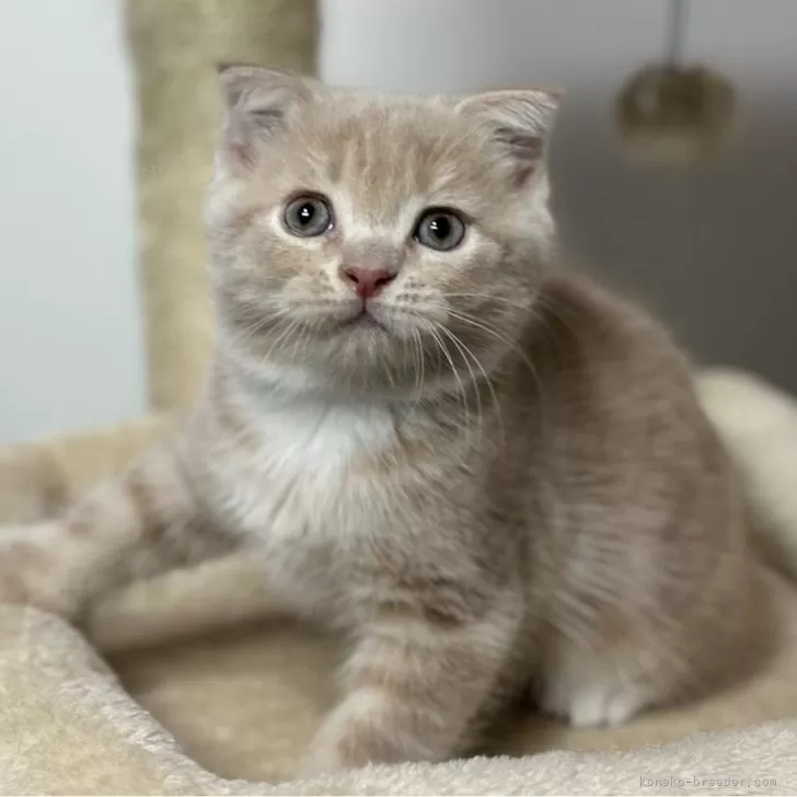 ID:2411-02310の子猫