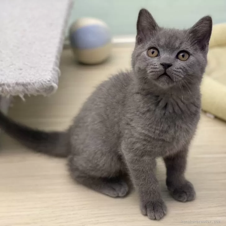 ID：2311-01073の子猫