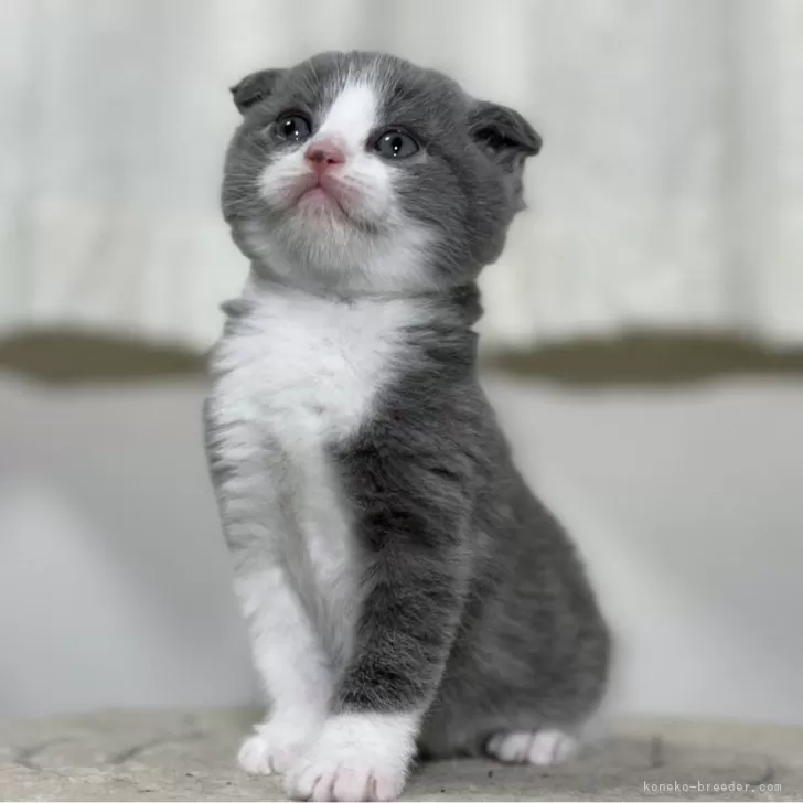 ID:2403-02161の子猫