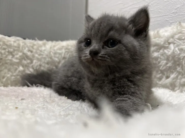 ID:2307-01863の子猫