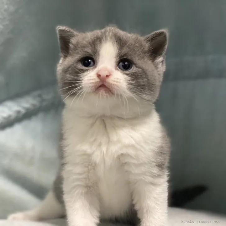 ID:2307-01860の子猫