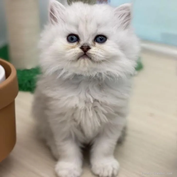 ID：2210-00923の子猫