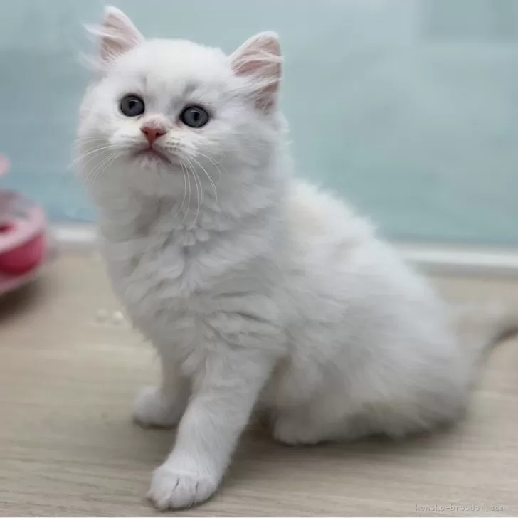 ID:2404-03202の子猫